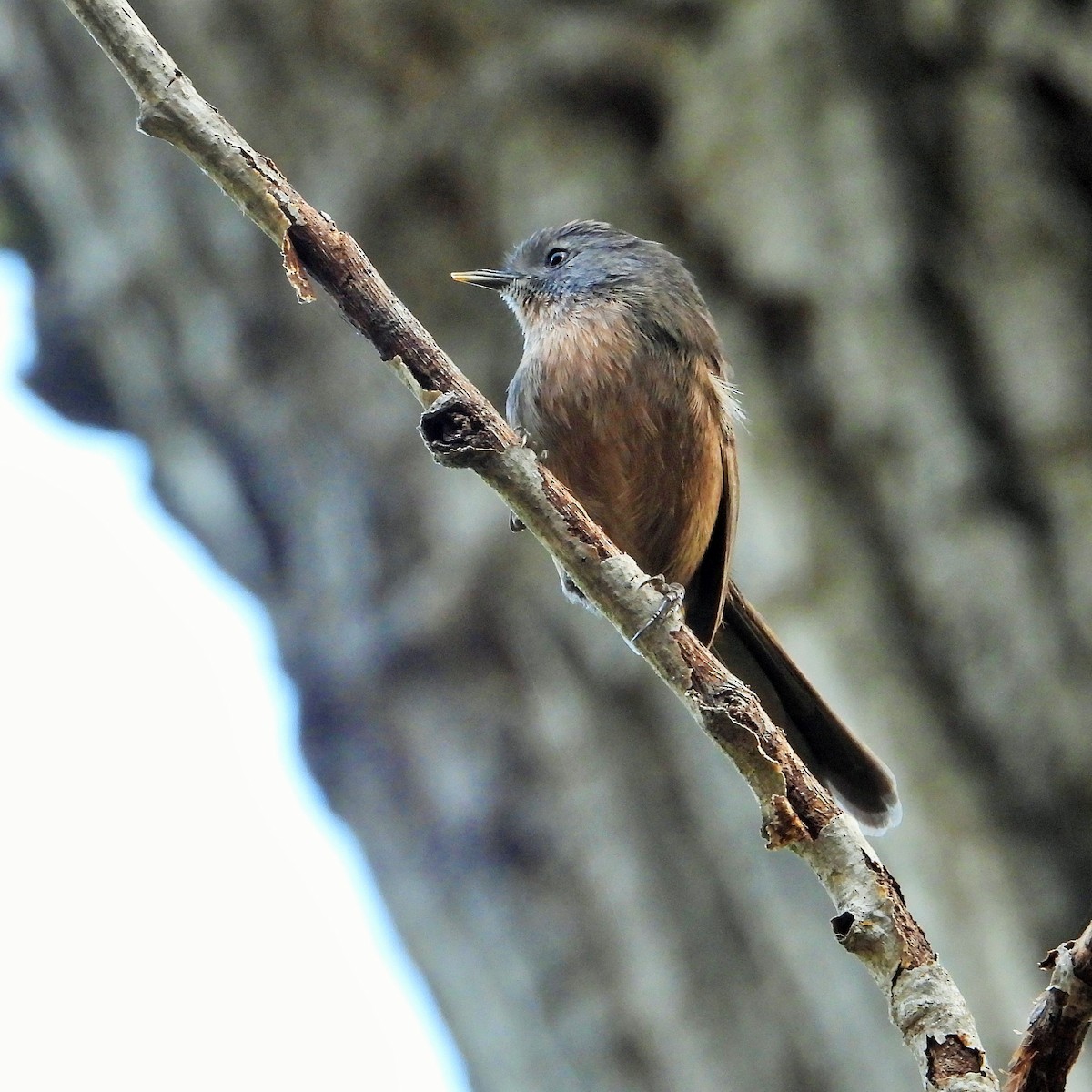 chaparralfugl - ML625517218