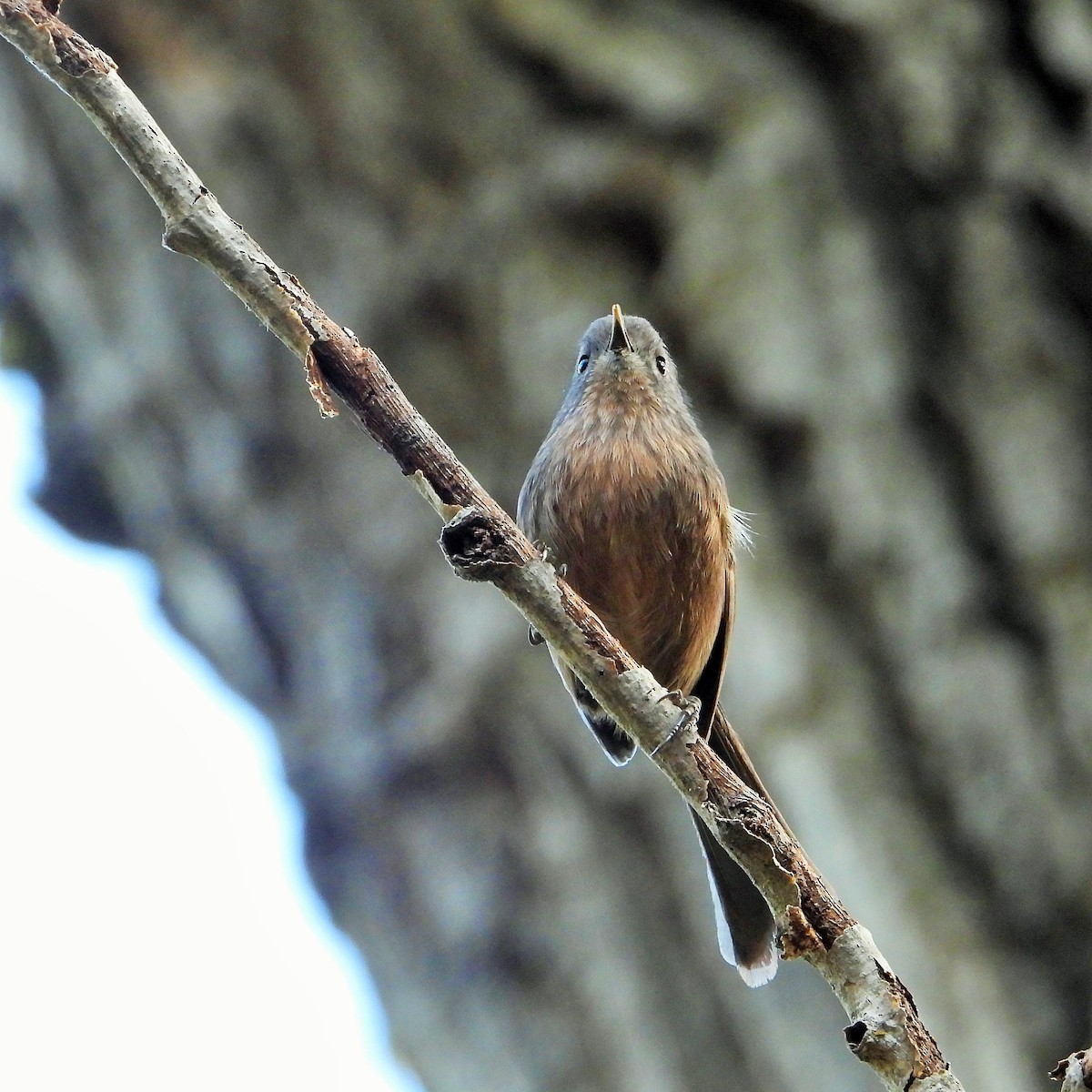 chaparralfugl - ML625517220