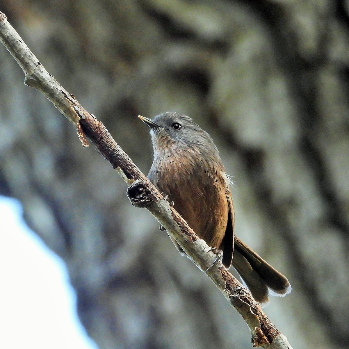 chaparralfugl - ML625517224