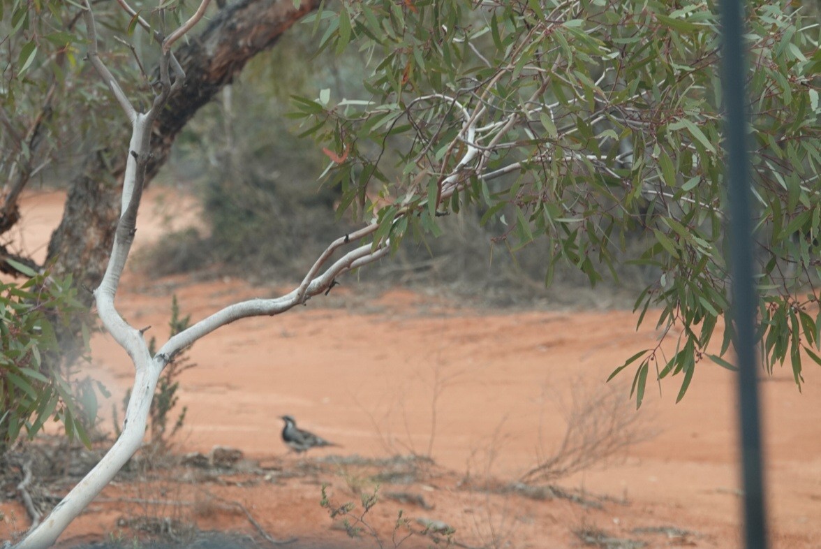 Chestnut Quail-thrush - ML625517239