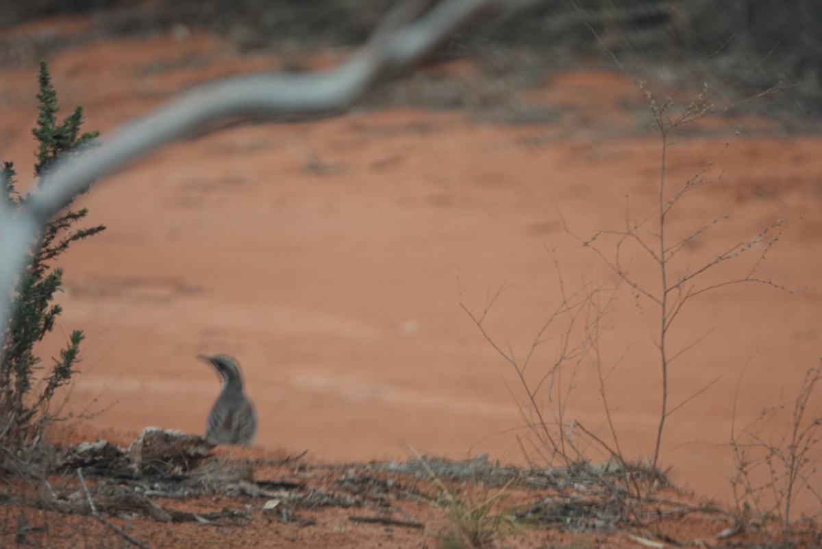 Chestnut Quail-thrush - ML625517240