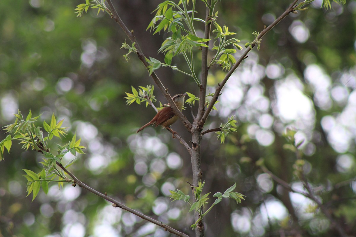 Carolina Wren - ML625517241