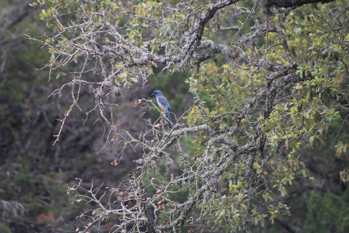 Woodhouse's Scrub-Jay - ML625517268