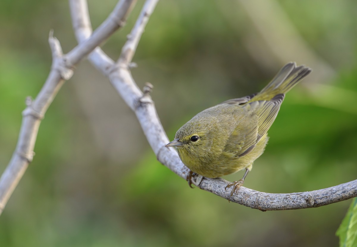 Orange-crowned Warbler - ML625517284