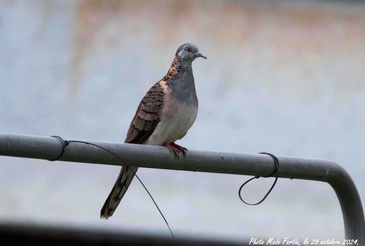 Bar-shouldered Dove - ML625517305