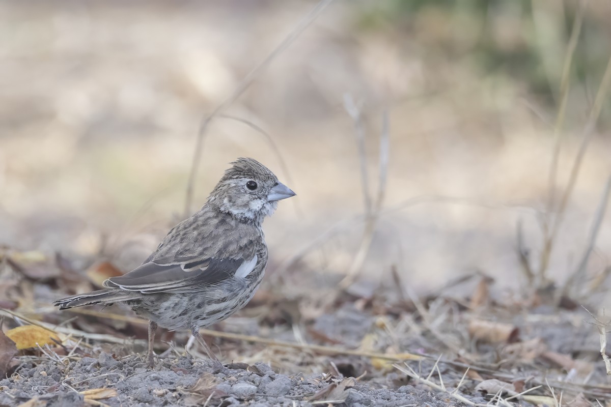 Lark Bunting - ML625517311