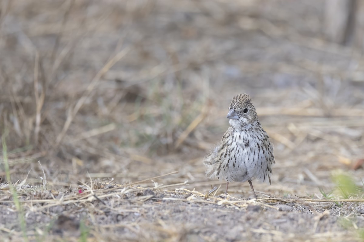 Lark Bunting - ML625517312