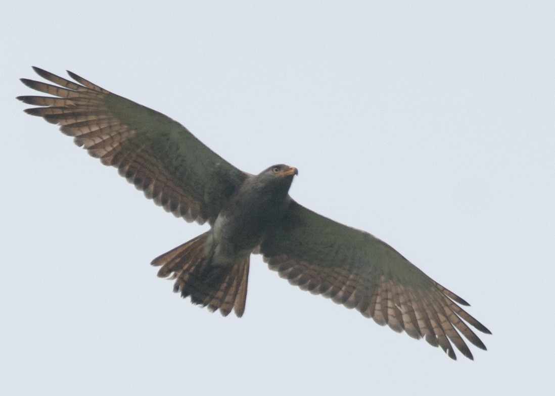 Rufous-winged Buzzard - ML625517317