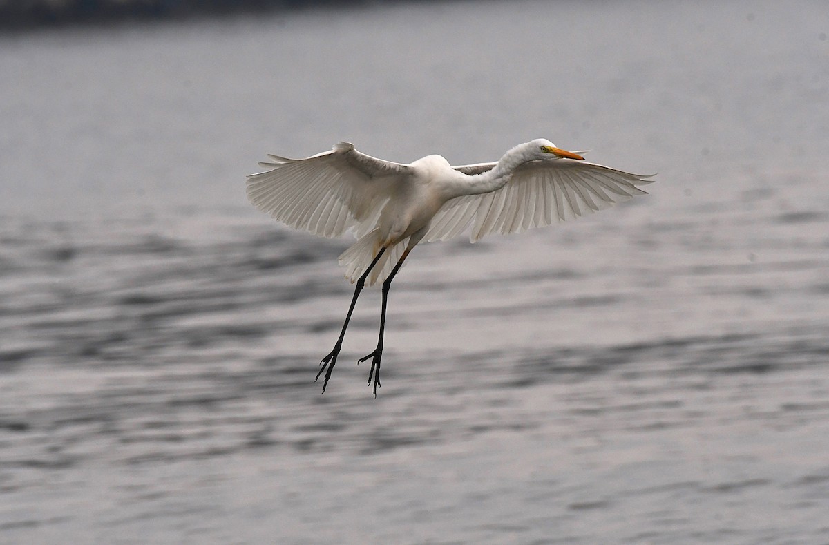 Great Egret - ML625517417