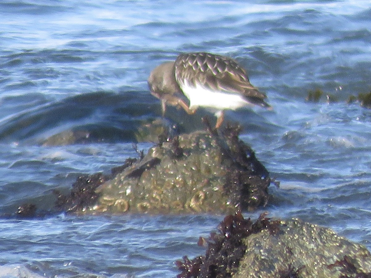 Black Turnstone - ML625517498