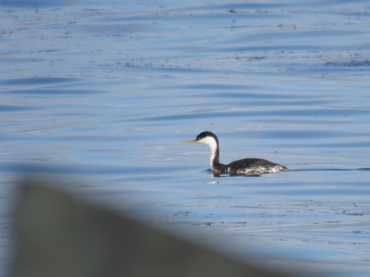 Western Grebe - ML625517504