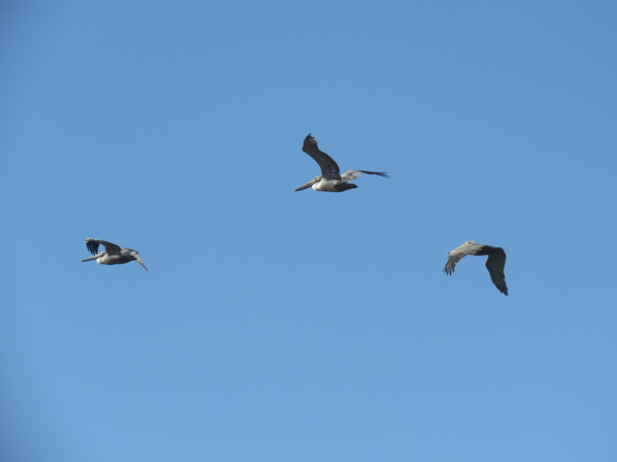 Brown Pelican - ML625517513