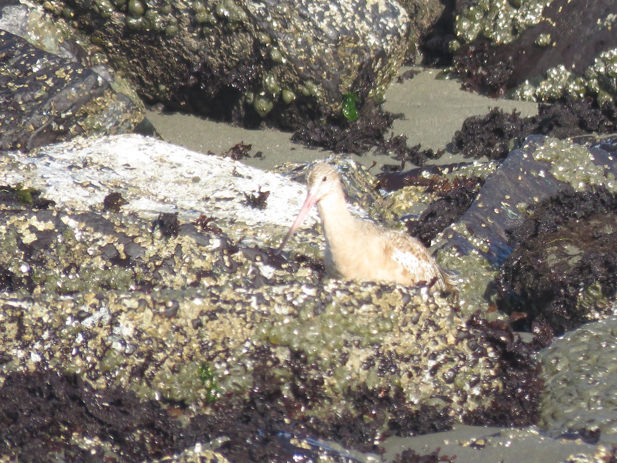 Marbled Godwit - ML625517544