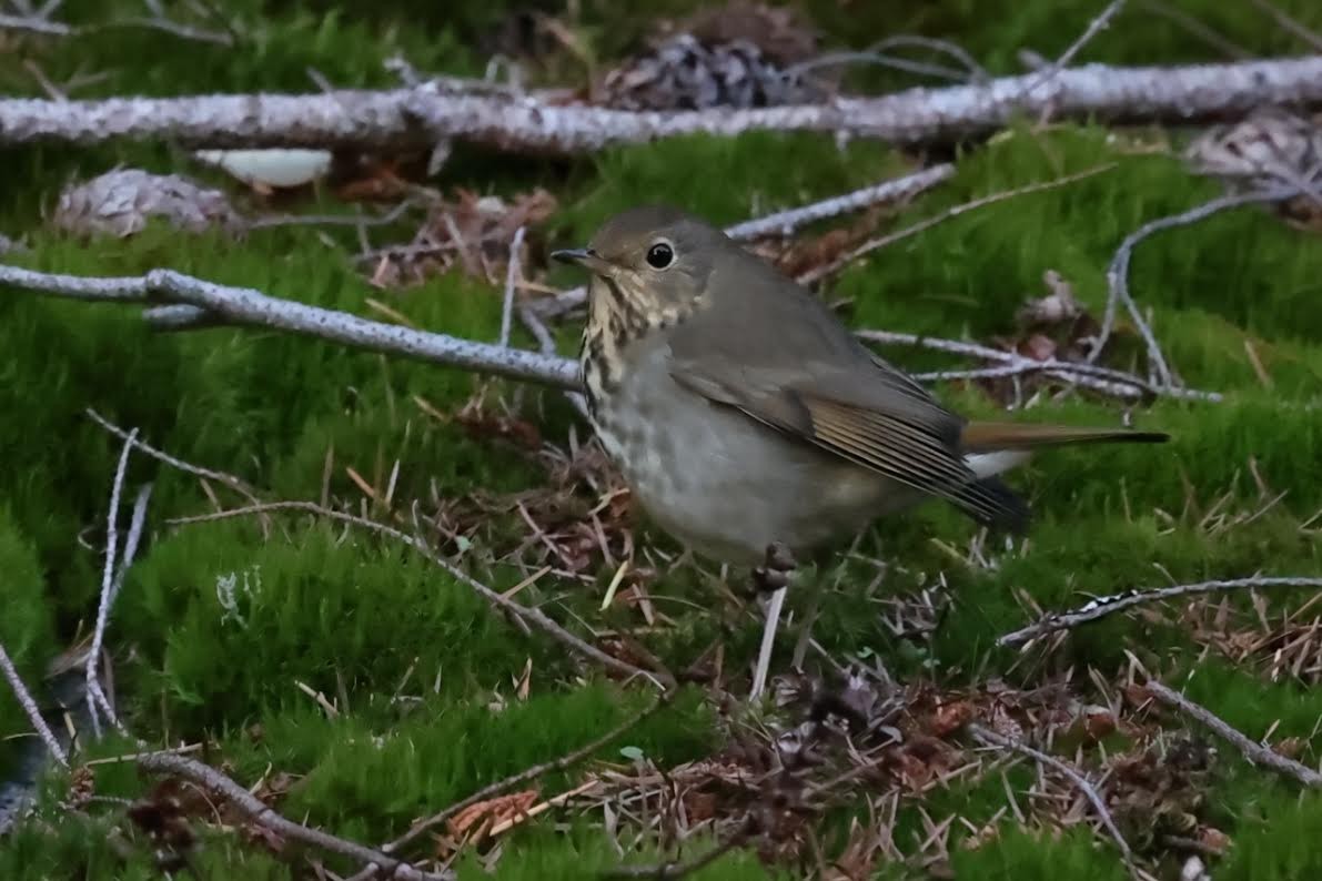 Hermit Thrush - Anonymous