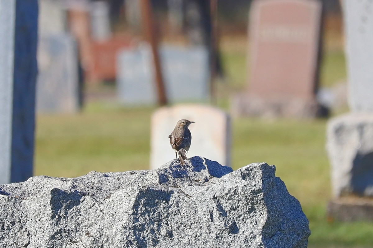 Sage Thrasher - Nolan Kerr