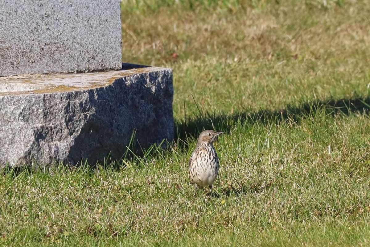 Sage Thrasher - Nolan Kerr