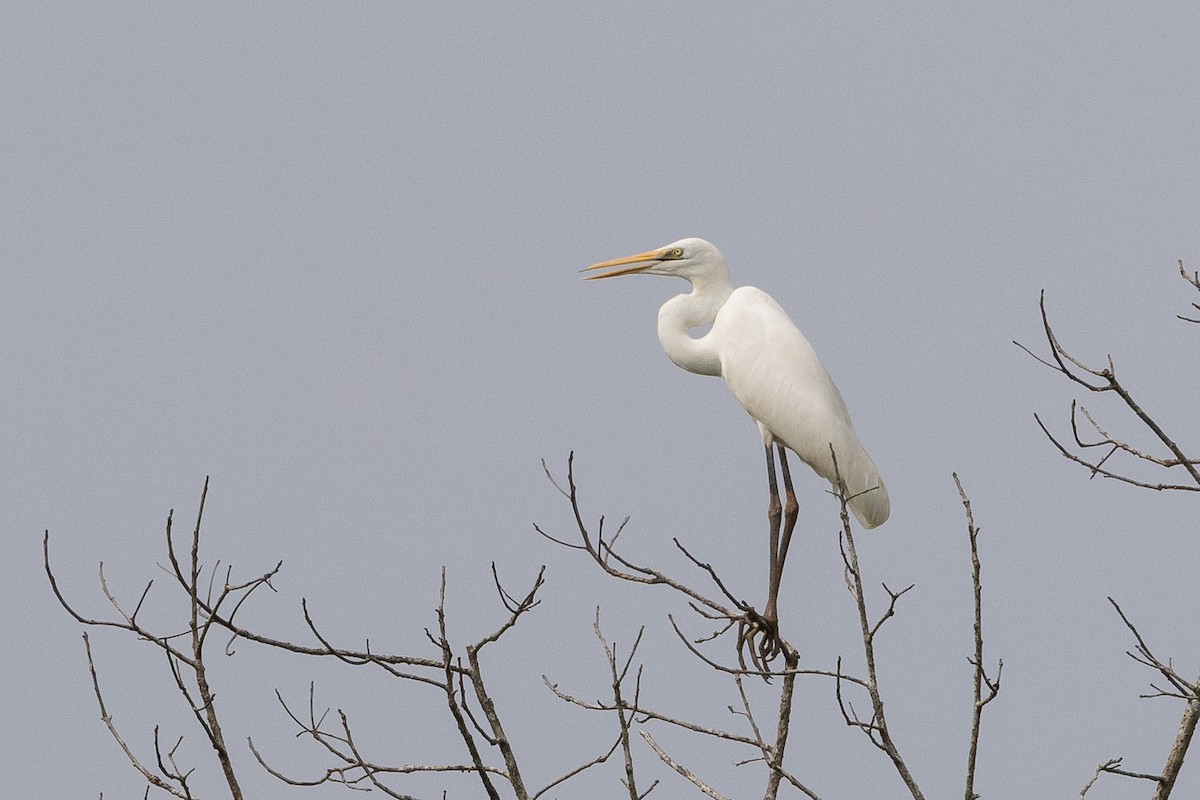 Great Egret - ML625517695