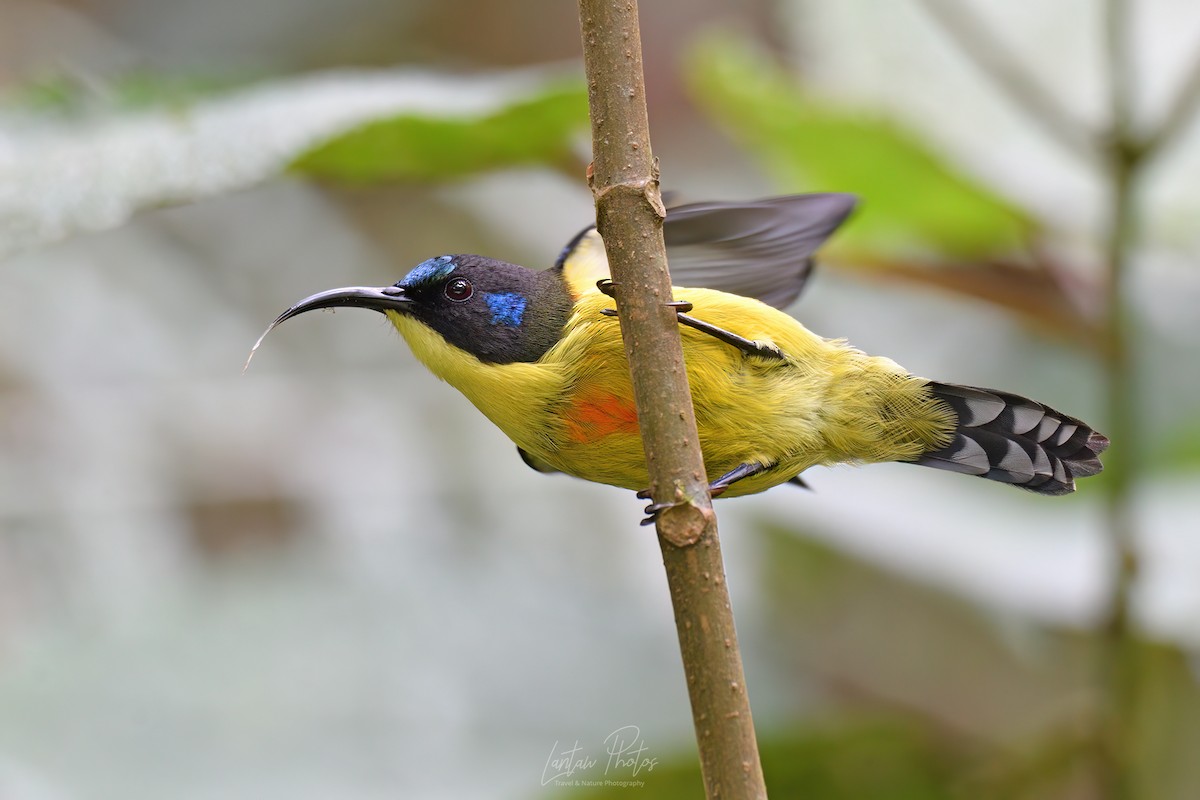 Lina's Sunbird - ML625517698