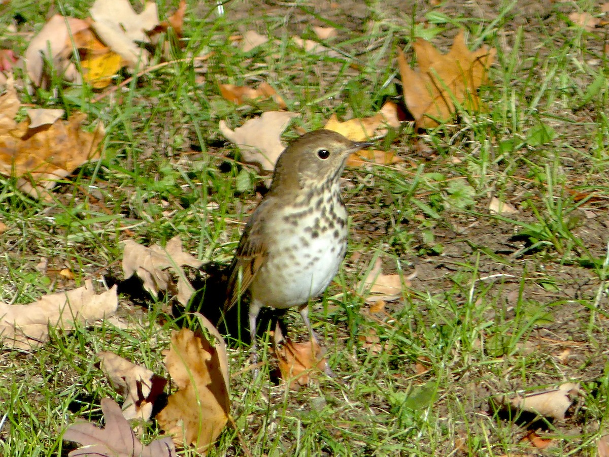 Hermit Thrush - Sean Smith