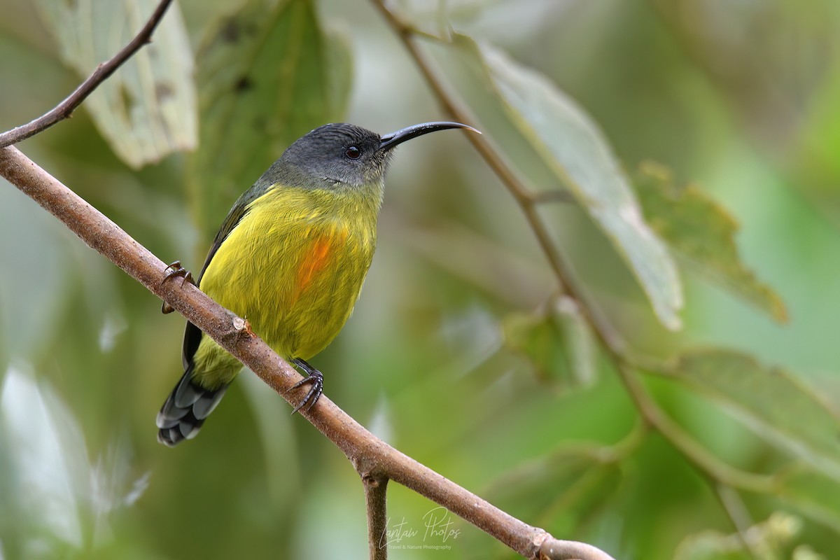 Lina's Sunbird - ML625517753