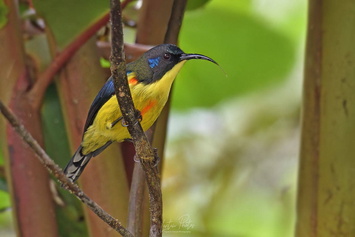 Lina's Sunbird - ML625517754
