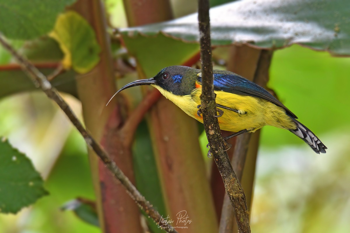 Lina's Sunbird - ML625517755