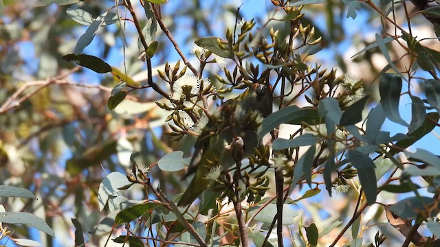Purple-crowned Lorikeet - ML625517773
