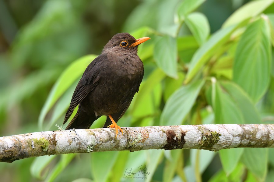 Mindanao Island-Thrush (Apo) - eBird
