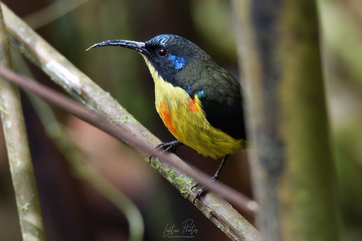 Lina's Sunbird - ML625517780
