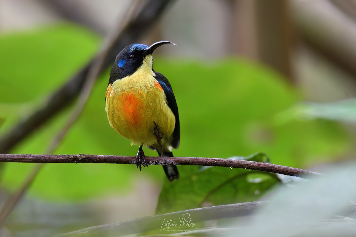 Lina's Sunbird - ML625517781