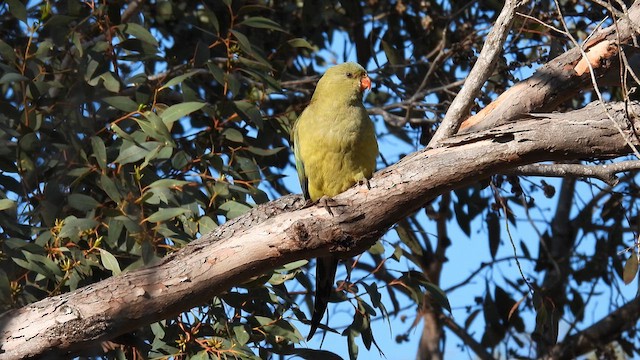 Regent Parrot - ML625517849