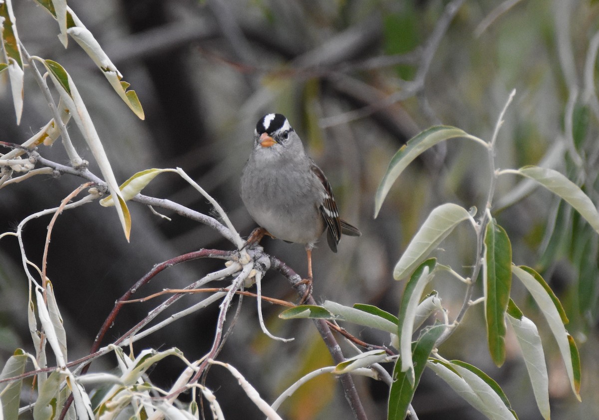 Dachsammer (leucophrys/oriantha) - ML625517894