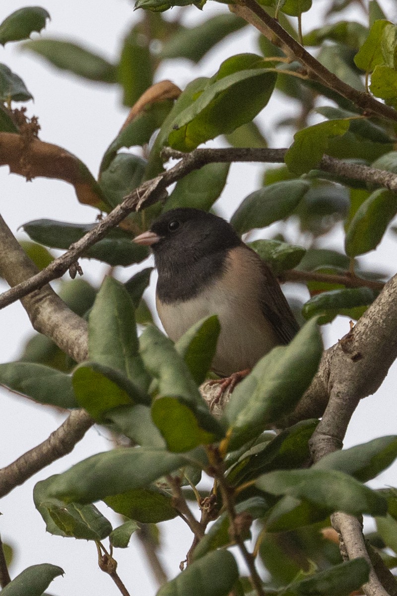 Dark-eyed Junco - ML625517981