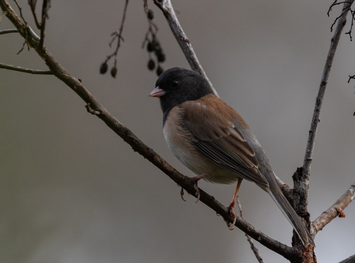 Dark-eyed Junco - ML625517983