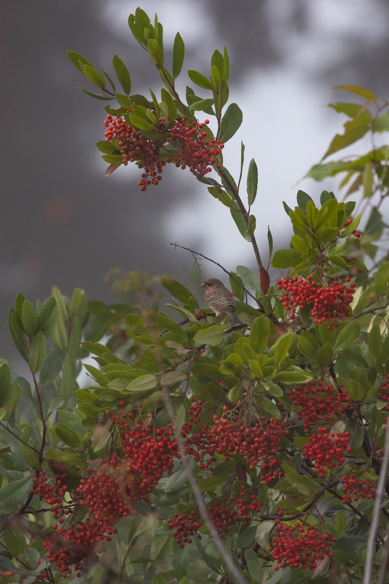 House Finch - ML625517991