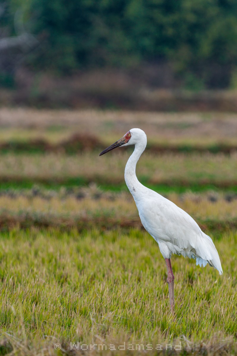 白鶴 - ML625518010