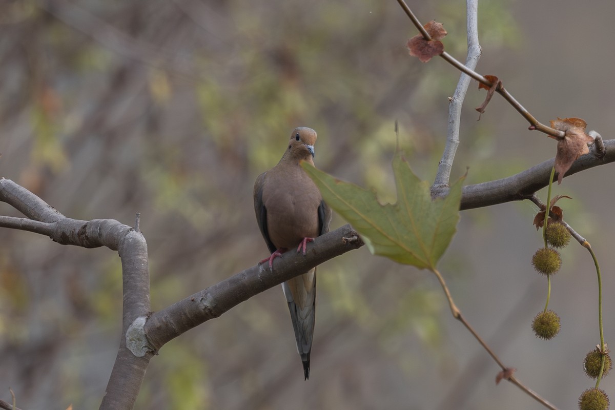 Mourning Dove - ML625518047