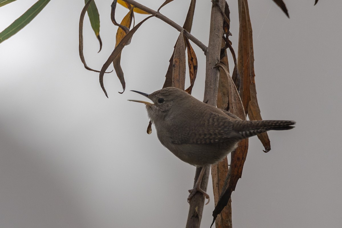 Northern House Wren - ML625518051