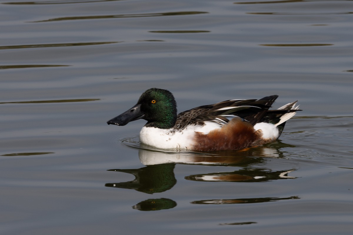 Northern Shoveler - ML625518064