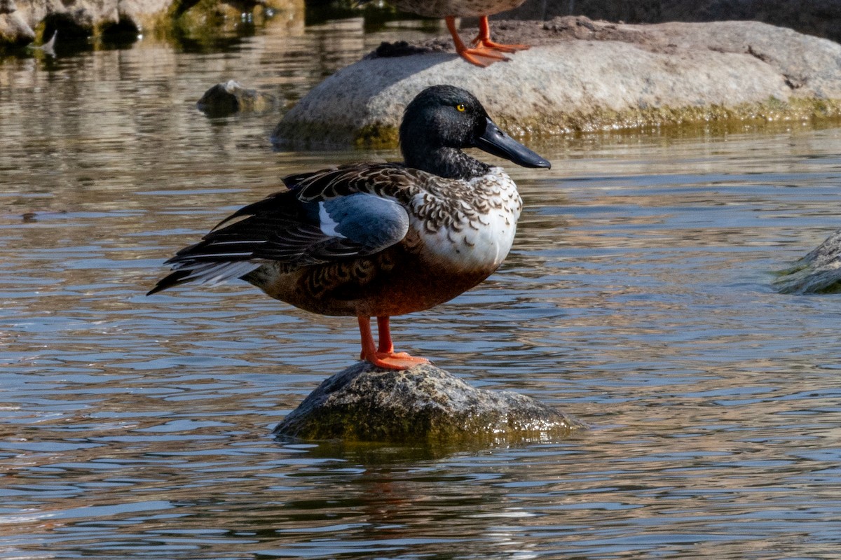 Northern Shoveler - ML625518065