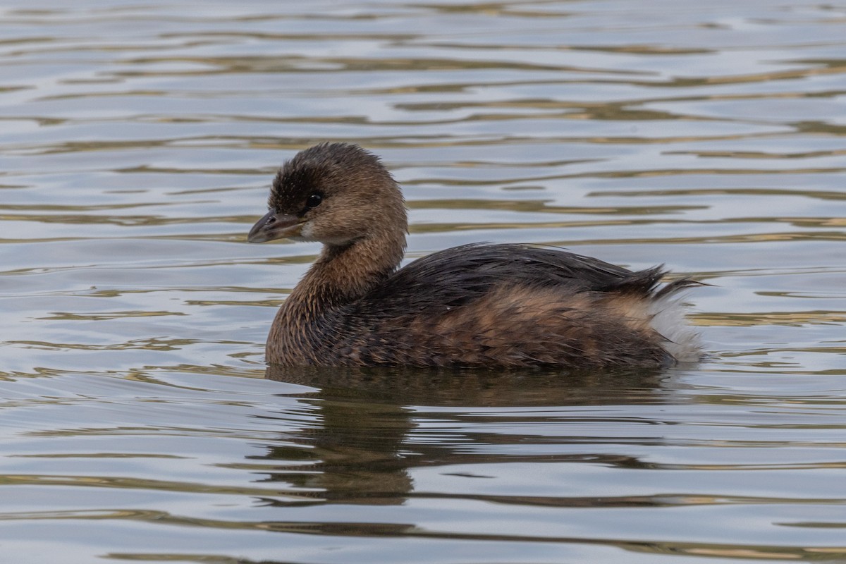 Pied-billed Grebe - ML625518068