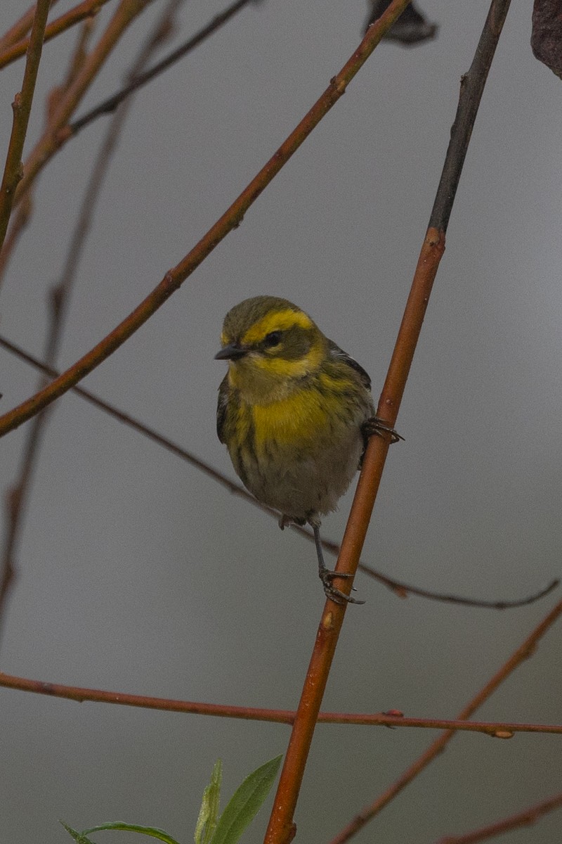 Townsend's Warbler - ML625518071