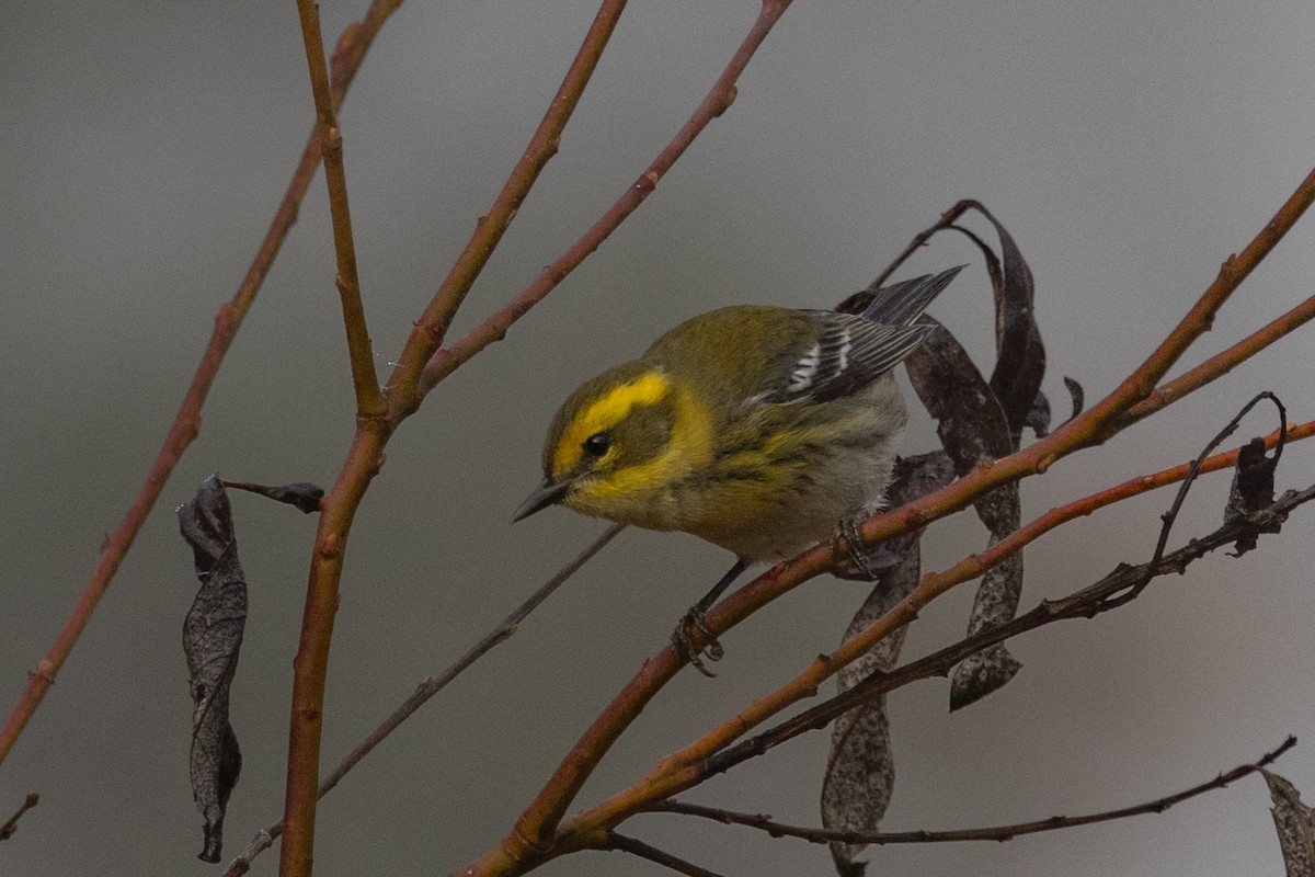 Townsend's Warbler - ML625518072