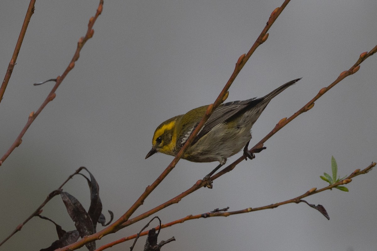 Townsend's Warbler - ML625518073