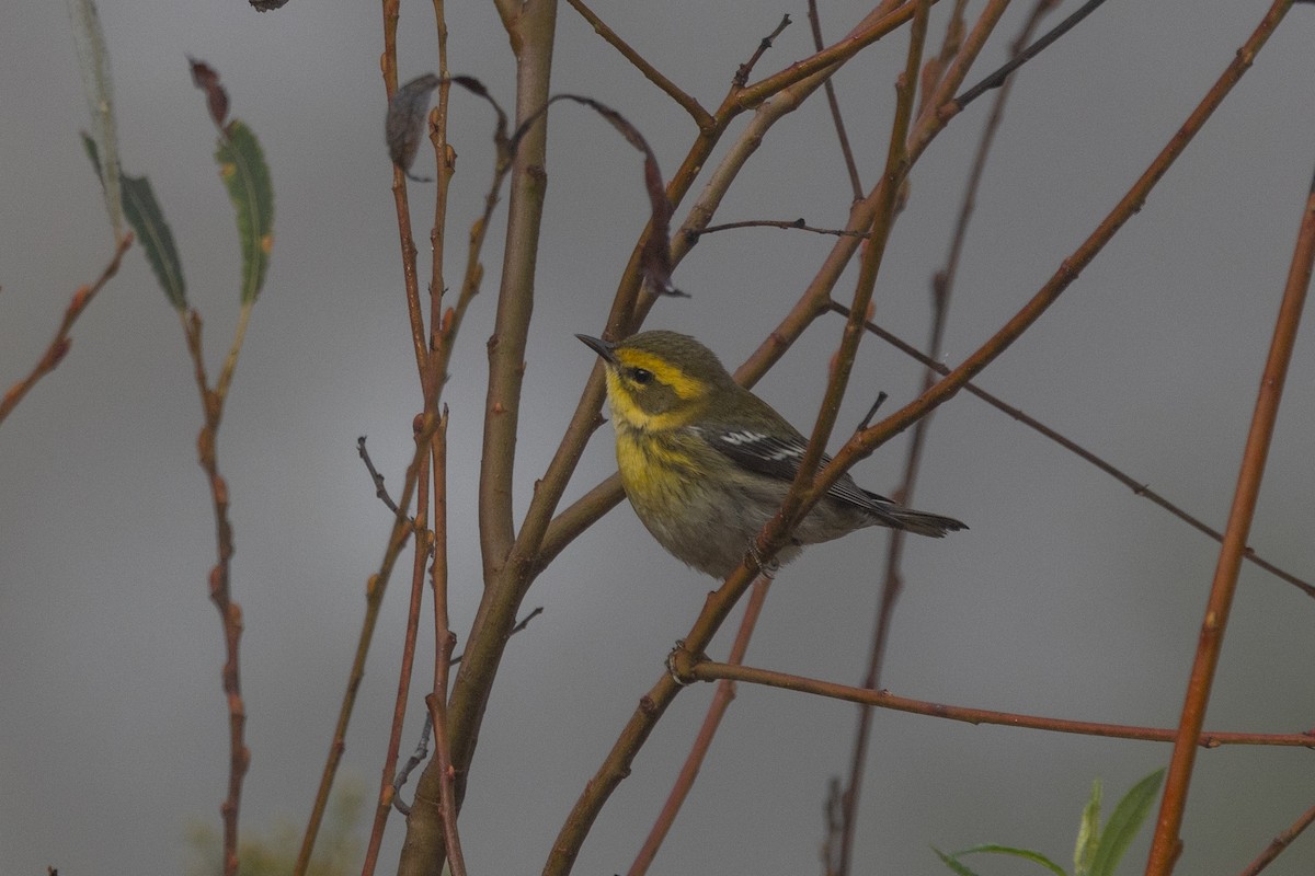 Townsend's Warbler - ML625518074