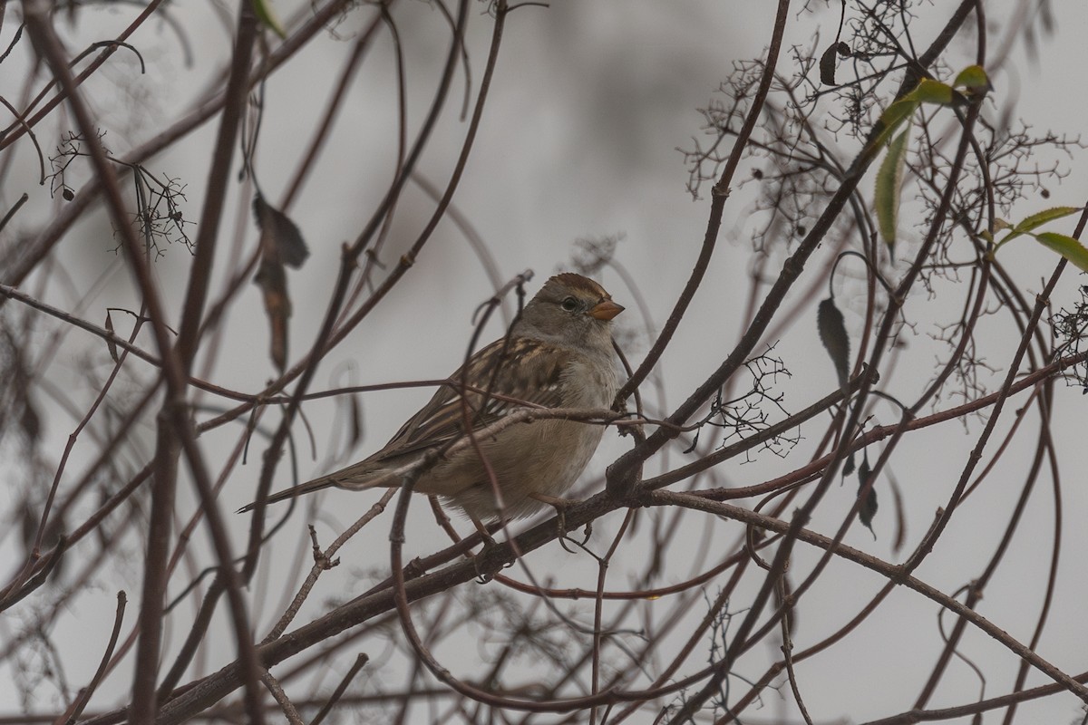 White-crowned Sparrow - ML625518083