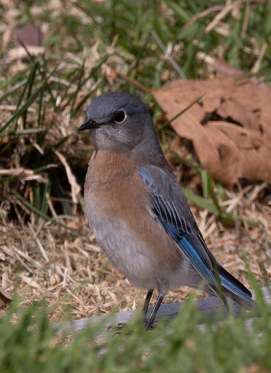 Western Bluebird - ML625518085