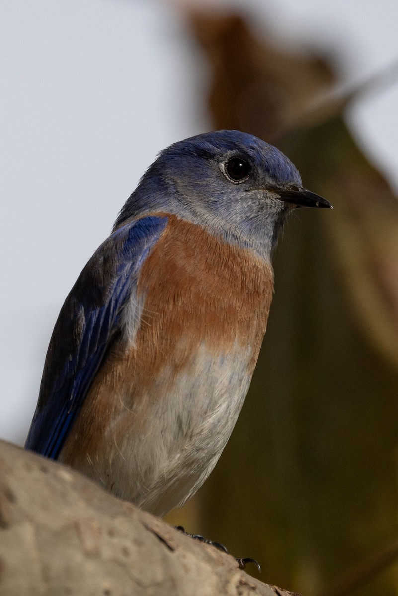 Western Bluebird - ML625518086