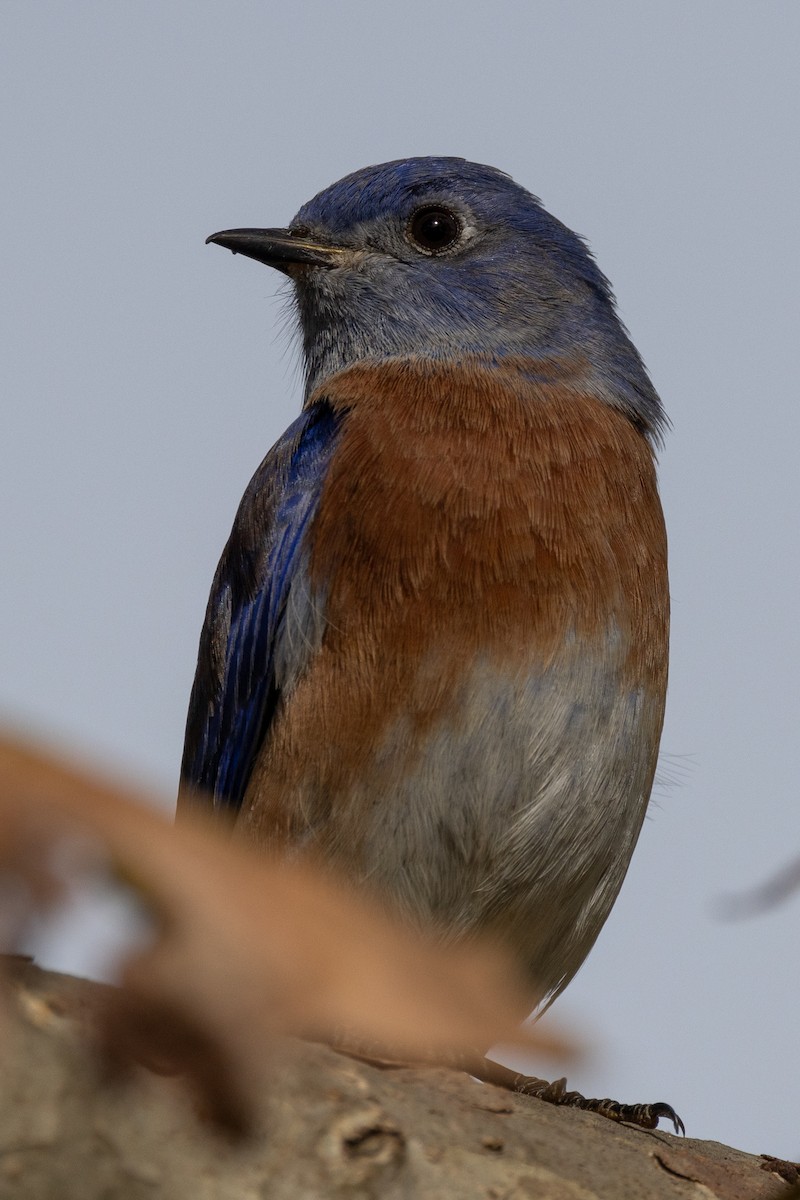 Western Bluebird - ML625518087