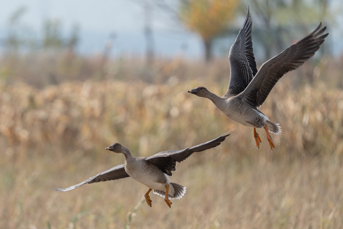 Taiga/Tundra Bean-Goose - ML625518145